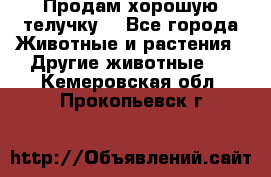 Продам хорошую телучку. - Все города Животные и растения » Другие животные   . Кемеровская обл.,Прокопьевск г.